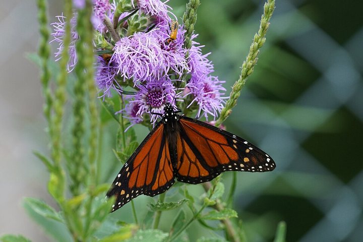 Monarch Butterfly